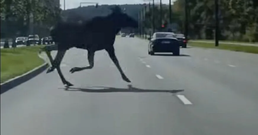 In Vilnius – an unexpected guest on the road: drivers surprised by a moose running out