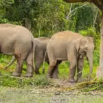 Luxury safari in South Africa turned into a tragedy: millionaire who saved tourists trampled by elephants