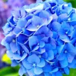 Do not rush to prune hydrangeas in autumn: one mistake can cost all the flowers of the next year