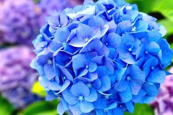 Do not rush to prune hydrangeas in autumn: one mistake can cost all the flowers of the next year
