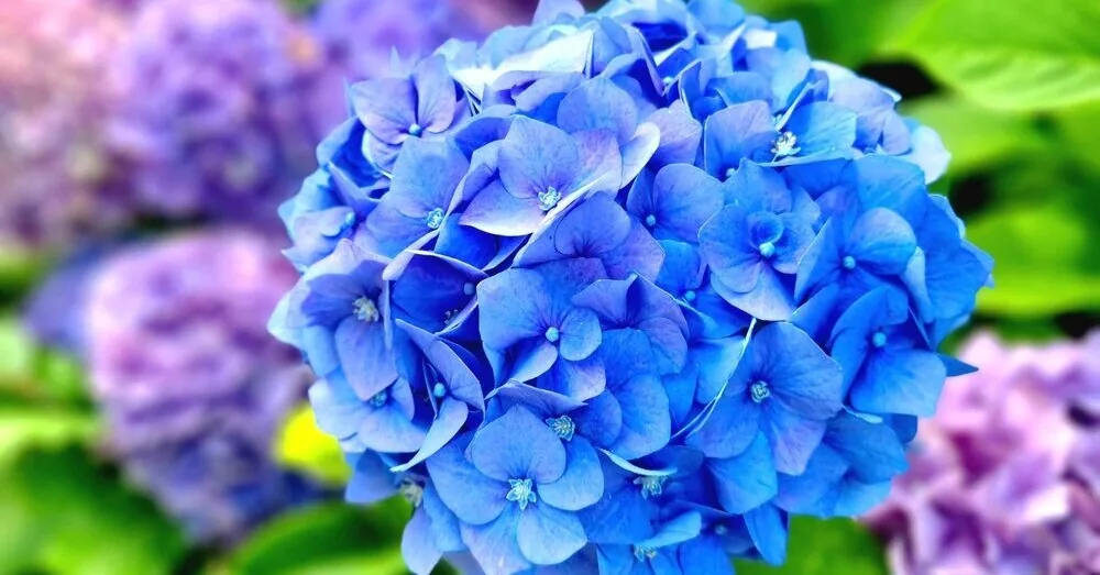 Do not rush to prune hydrangeas in autumn: one mistake can cost all the flowers of the next year