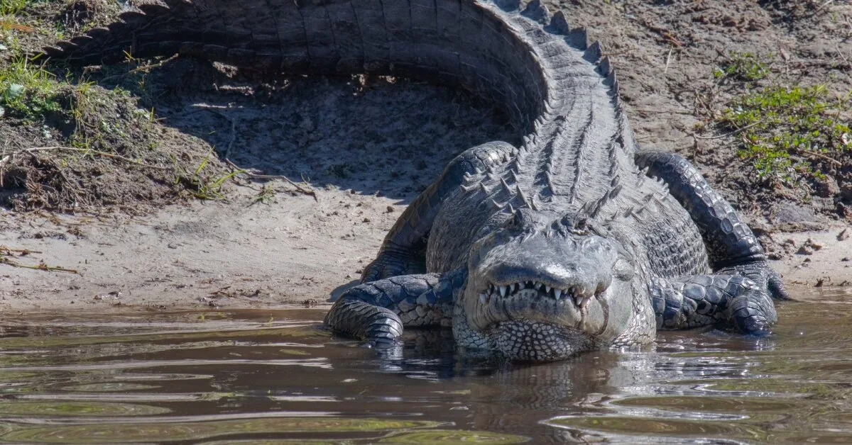 Terrifying sight in Florida: about 3-meter-long alligator attacked a child