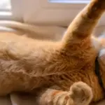 VMVT inspection at the cat breeder ended with a ban on activities