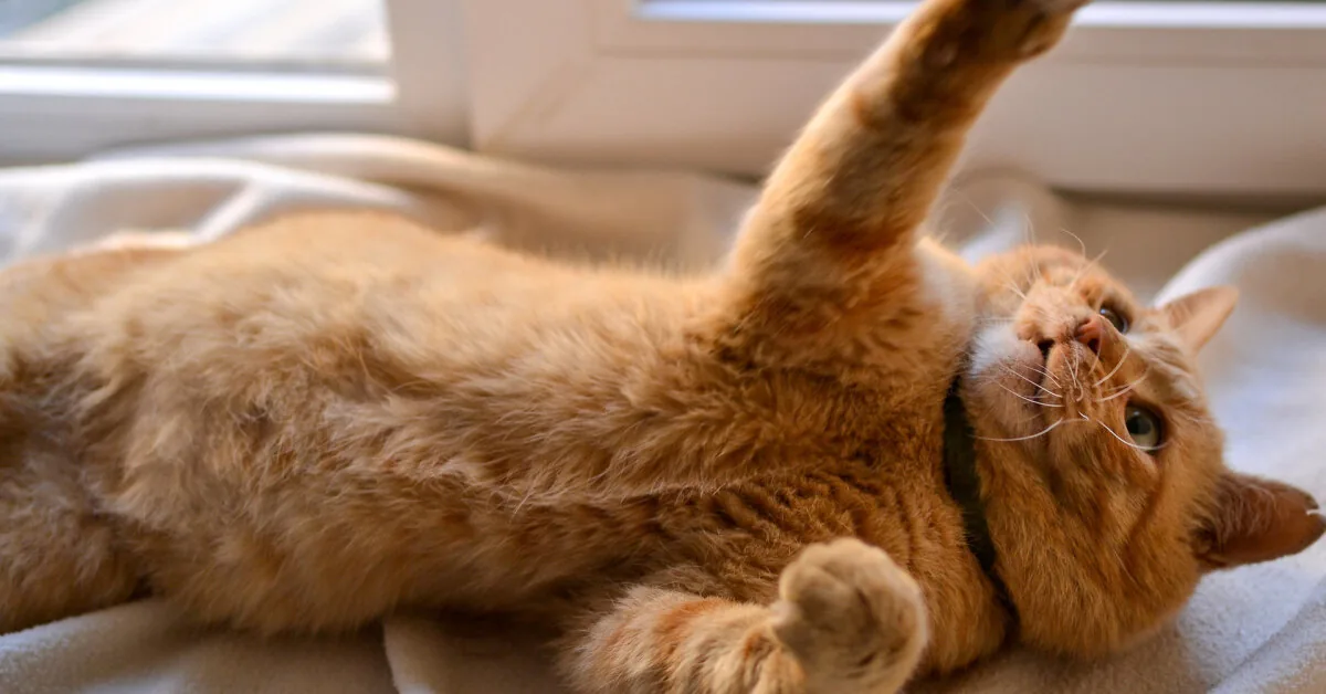 VMVT inspection at the cat breeder ended with a ban on activities