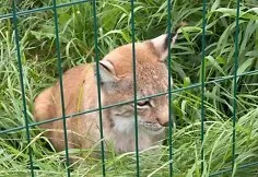 Lūšis „Gamtos perlo“ mini zoologijos sode