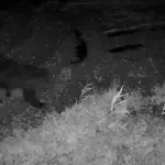 Bear spotted again in Lithuania: hunters noticed during the hunt