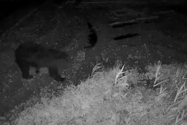 Bear spotted again in Lithuania: hunters noticed during the hunt