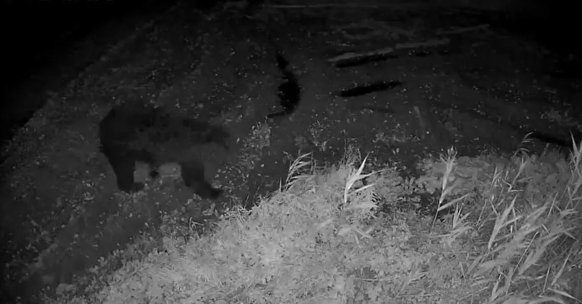 Bear spotted again in Lithuania: hunters noticed during the hunt