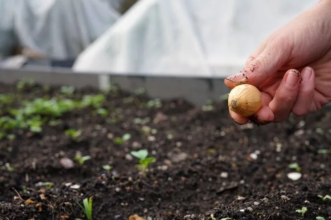 Shutterstock photo/Planting winter onions