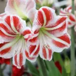 Want amaryllis flowers for Christmas? Here's what you need to do right now