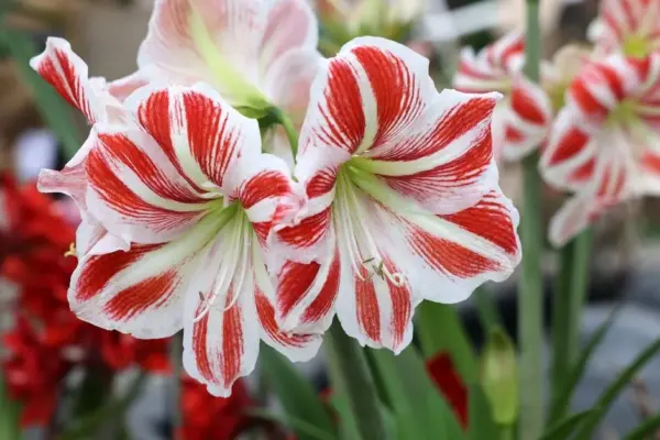 Want amaryllis flowers for Christmas? Here's what you need to do right now