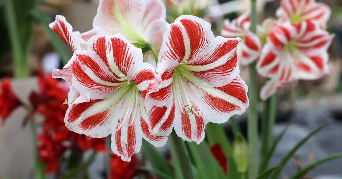 Want amaryllis flowers for Christmas? Here's what you need to do right now