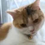 33 cats registered, but where some of them are – unclear: breeder's activity banned