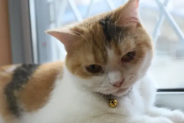 33 cats registered, but where some of them are – unclear: breeder's activity banned