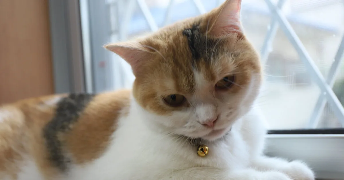33 cats registered, but where some of them are – unclear: breeder's activity banned
