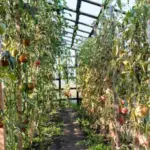 Where to put tomato leaves and stems: 6 ways not everyone knows about