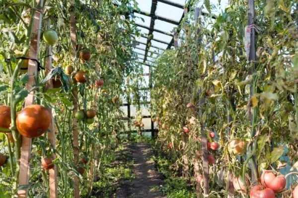 Where to put tomato leaves and stems: 6 ways not everyone knows about