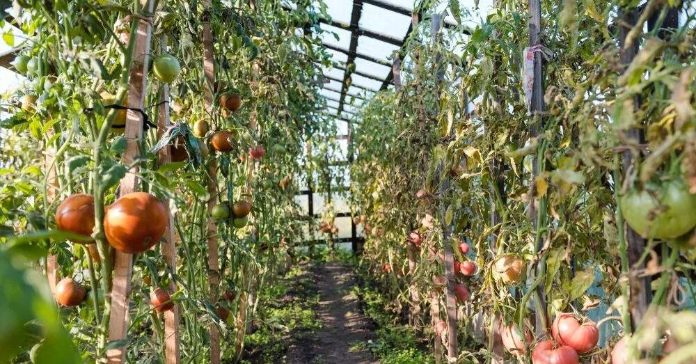 Where to put tomato leaves and stems: 6 ways not everyone knows about