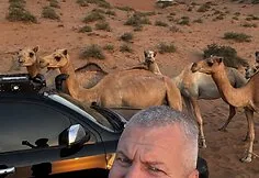 Desert cows
